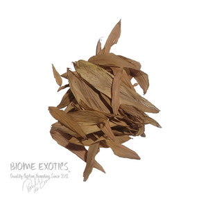 Dried Lady Palm Leaves. Dried Lady Palm Leaves.