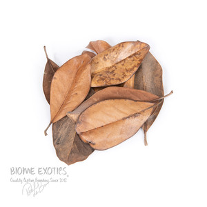 Dried Southern Magnolia Leaves Dried Southern Magnolia Leaves