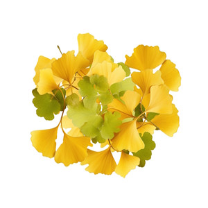 Dried Ginkgo Leaves. Dried Ginkgo Leaves.