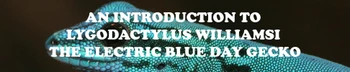 Electric Blue Day Gecko (Lygodactylus williamsi): An Introduction