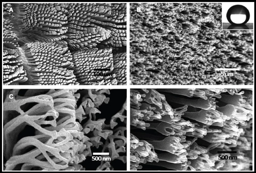 A, B, C, and D are magnified images in progressive order of magnification, of a Lygodactylus williamsi toe pad. The microscopic setae are, arranged by the hierarchical fibrillar structure: Gecko toe pad, Gecko setae, a single seta, and the spatulae.