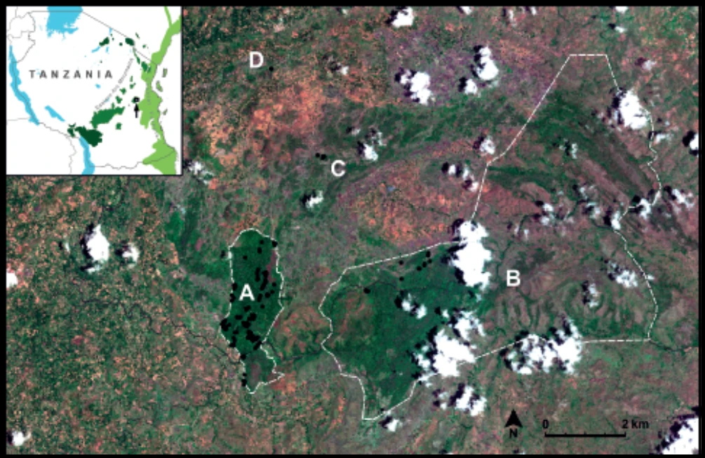 Distribution of Lygodactylus williamsi. Dashed lines indicate the reserve borders of the Kimboza Forest Reserve (A) and Ruvu Forest Reserve (B). Black dots indicate known colonies of Lygodactylus williamsi.