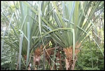 Pandanus rabaiensis native to Kimboza Forest Reserve.