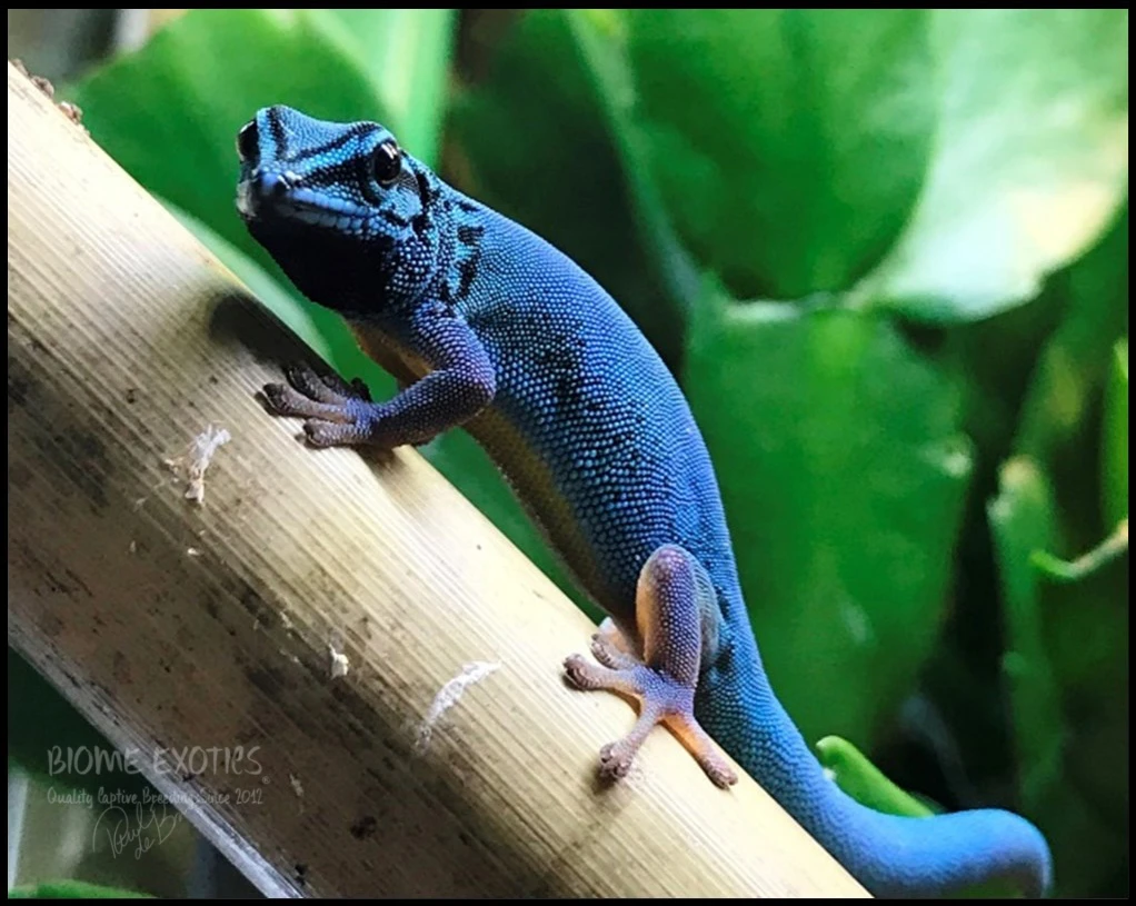 A captive bred male Lygodactylus williamsi making territorial gestures to a rival male by puffing his throat sack, arching his back and bobbing his head up and down.