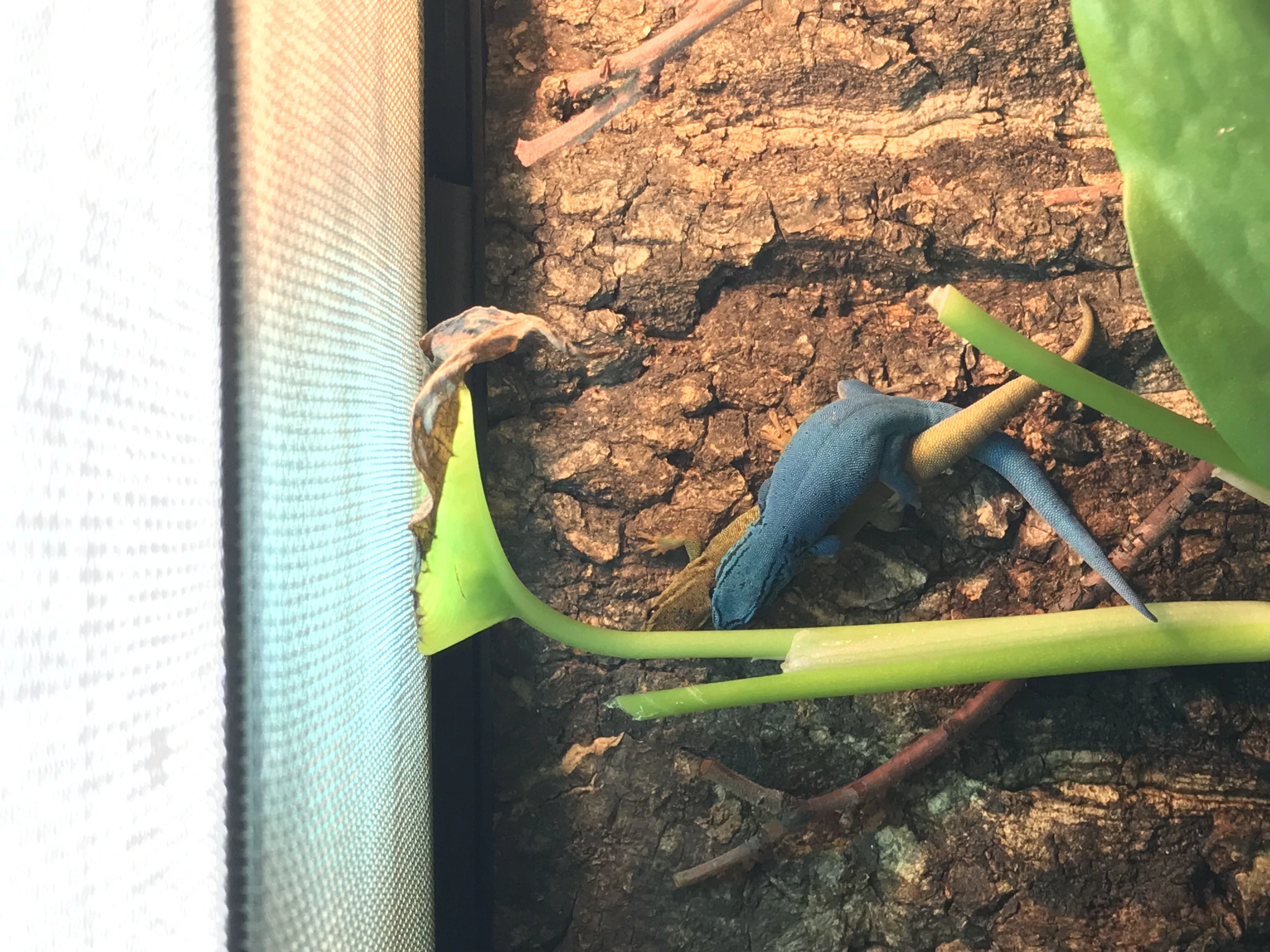Lygodactylus williamsi pair successfully mating in a carefully maintained terrarium