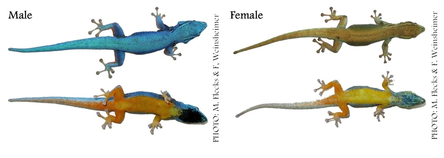 Lygodactylus williamsi photograph