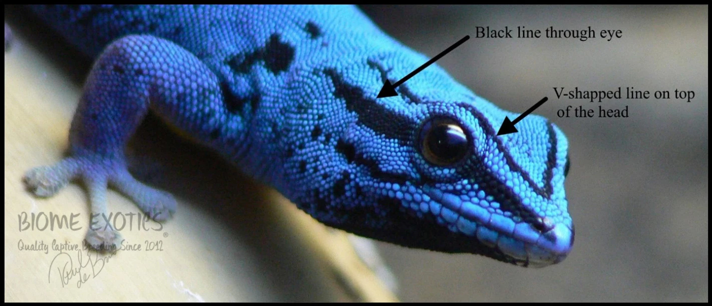 Lygodactylus williamsi photograph