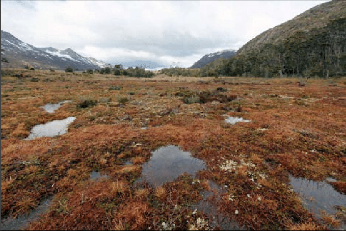 Bog in Tierra del Fuego (Chile); in the foreground, Sphagnum magellanicum habitat. Photo: A.A. Przhiboro.