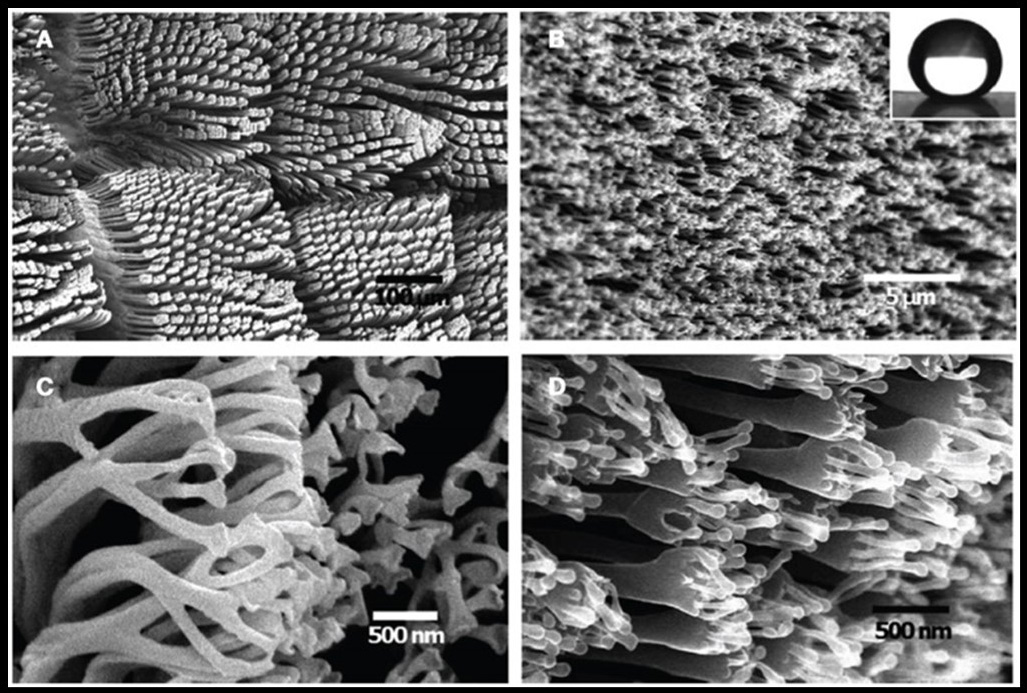 Lygodactylus williamsi Toe Pad. Setae and Spatulae Autotomy.