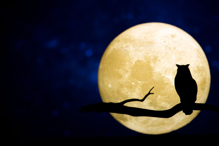 From Night Owl to Early Bird: Mastering Your Circadian Rhythm