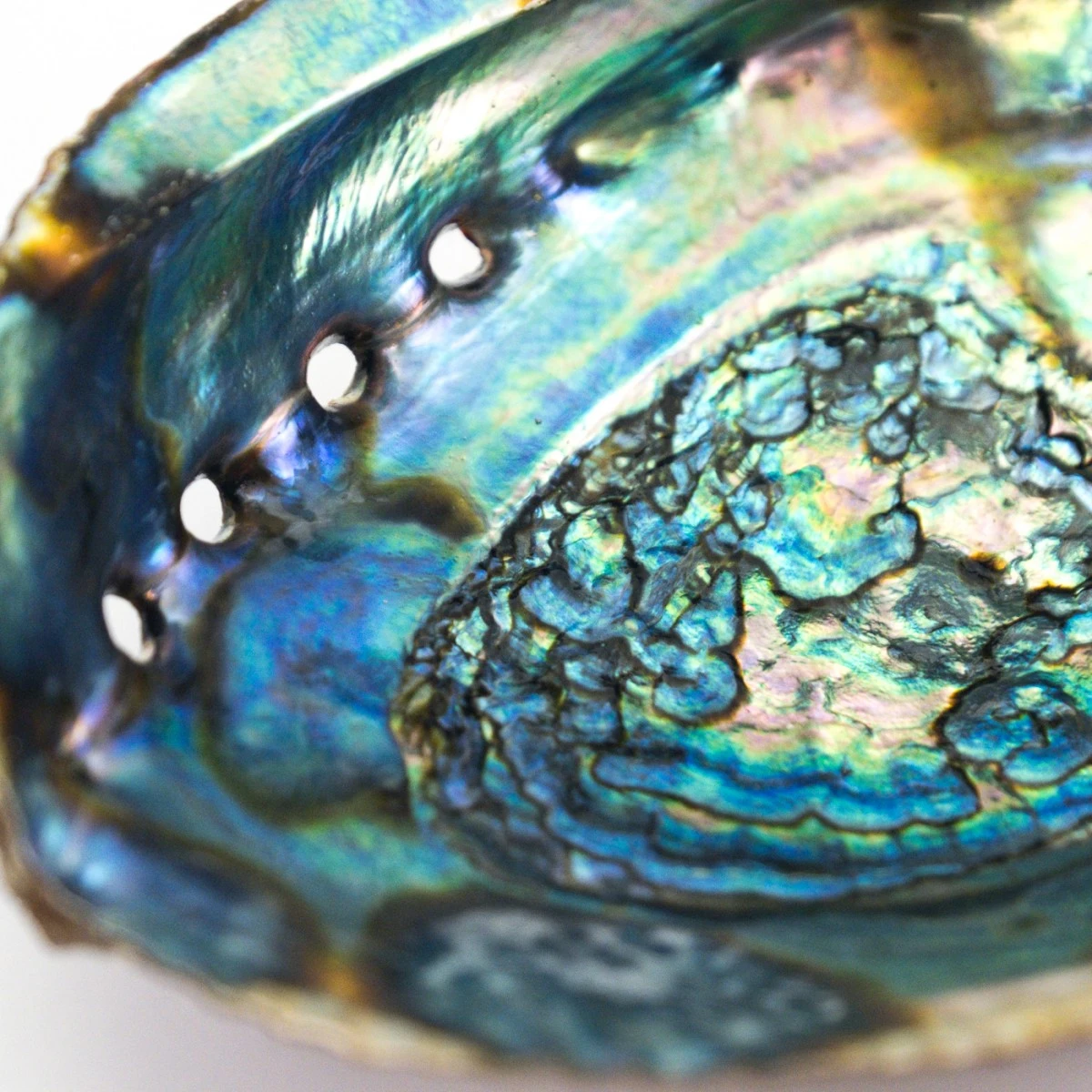 Abalone Shell | Sustainably & Ethically Sourced | Holisticshop