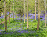 What is woodland burial? Interview Colney Wood, Norwich