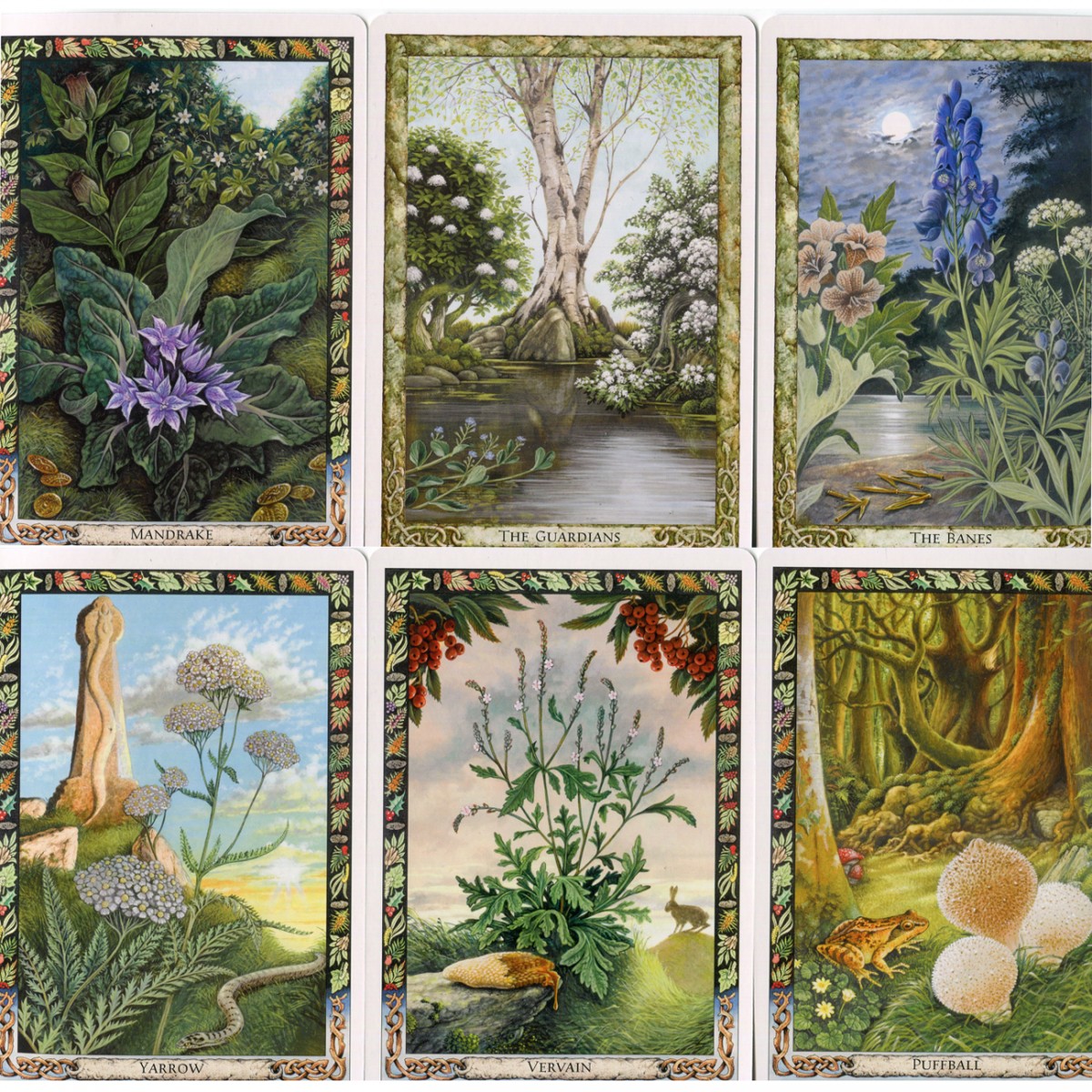 The Druid Plant Oracle (Cards & Book Set) by Philip & Stephanie Carr-Gomm