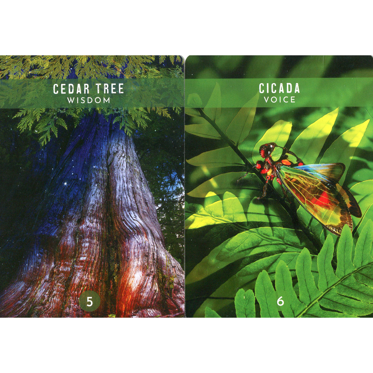 Messages from the Spirits of Nature Oracle by Steven D. Farmer