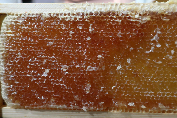 Princeton Local Honey Amber Large 
