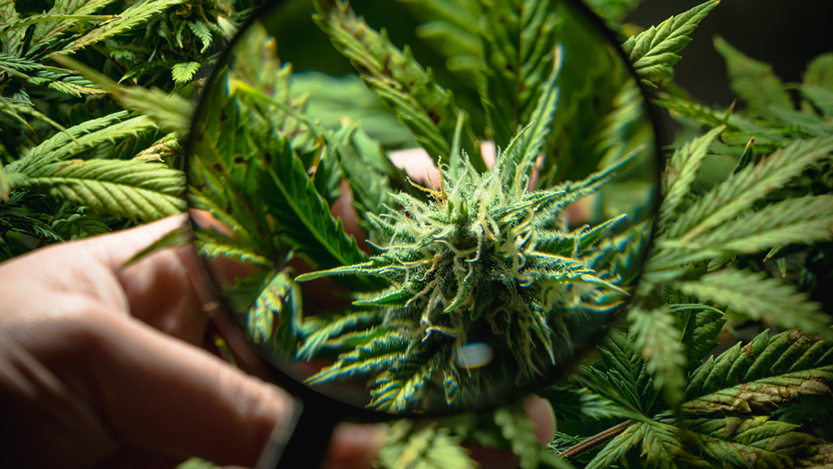 Delta 8 Decoded: Exploring the World of Strains and Effects