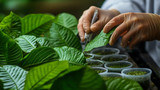 What is the difference between Kratom and Pseudoindoxyl?