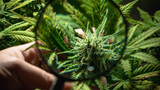 Delta 8 Decoded: Exploring the World of Strains and Effects