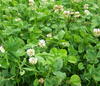 Field of RWWP Clover 