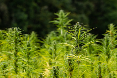 8 Tips For a Healthy Hemp Harvest