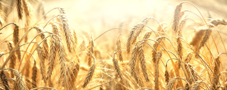 Best Lawn & Garden Sprayers