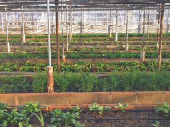 Sustainable Farming Practices to Adopt