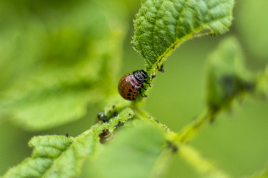 Keeping Pests Out Of Your Garden