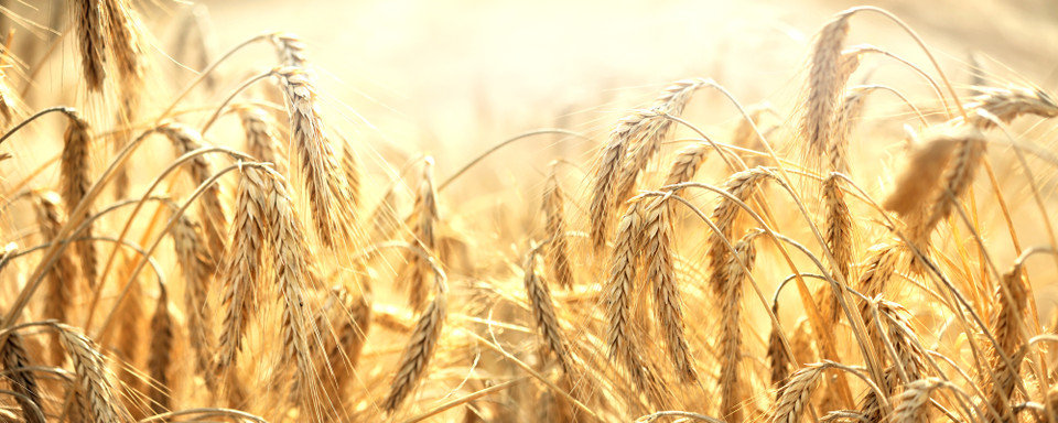 Best Lawn & Garden Sprayers