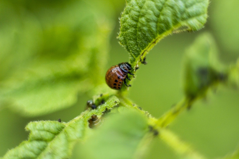 Keeping Pests Out Of Your Garden