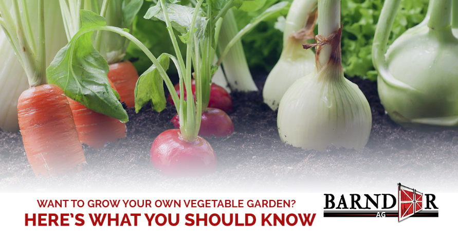 Want To Grow Your Own Vegetable Garden? Here’s What You Should Know