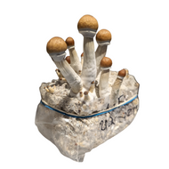 How to use your Fat Fungi PF TEK Mushroom Growing Kit