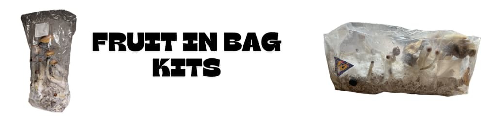 Fruit In Bsg Mushroom Grow Kit Sterile UK Grain Substrate Fat Fungi