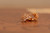 18K Gold Glazing Zircon AAA Designer Brass Earrings