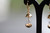 18K Gold Eggshell Zircon AAA Designer Dangle Brass Earrings