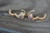18K Gold Heart Zircon AAA Designer Brass Earrings