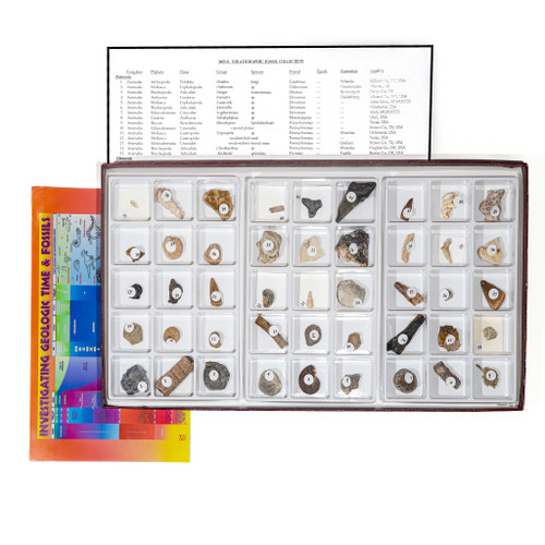Stratigraphic Fossil Collection - 45 Spec. || 42-