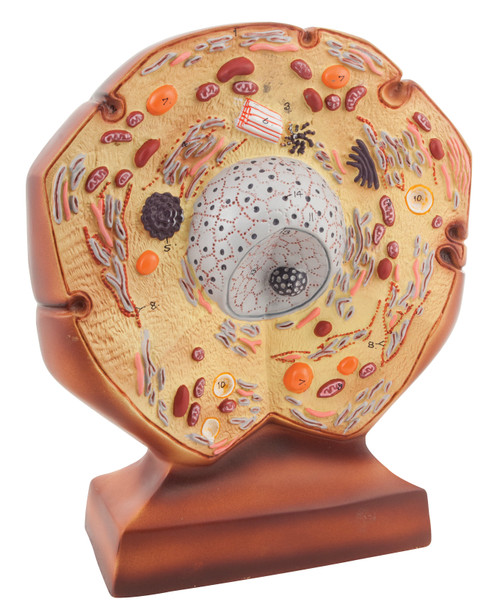 Eisco Animal Cell Model, 11 Inch - Mounted - Enlarged