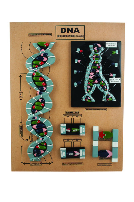 Eisco DNA Structure Model, 24" x 18" - Mounted