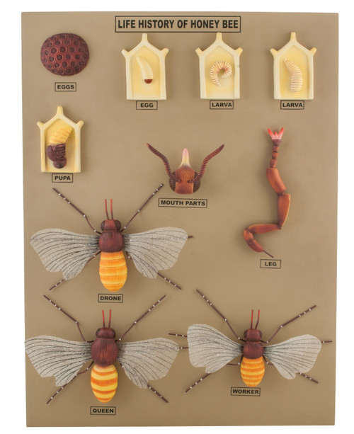 Eisco Honey Bee Life History Model, 24 Inch - Mounted