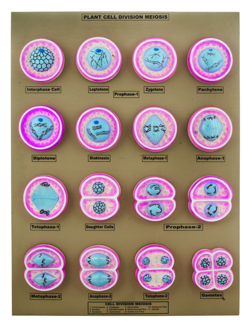 Eisco Plant Cell Division Meiosis Model - Mounted on Base, 24" x 18" - Ver. A