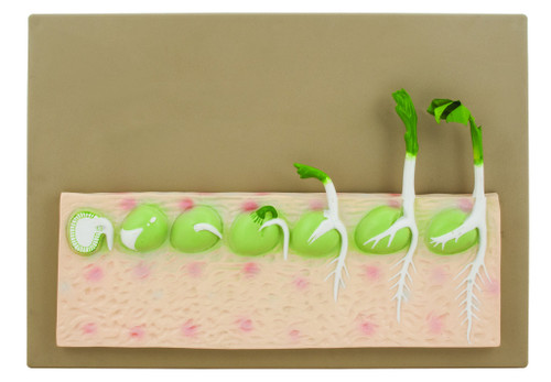 Eisco Dicot Seed Germination (Pea) Model - Mounted on Base