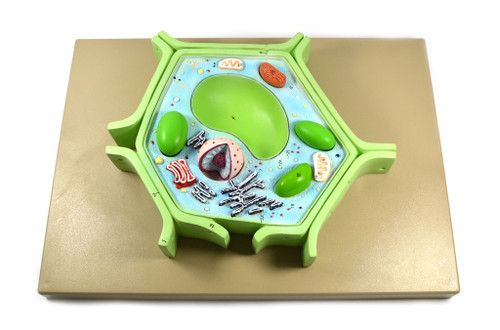 Eisco Plant Cell Model, 4 Parts - Mounted on Base, 11.5" x 10" x 2"