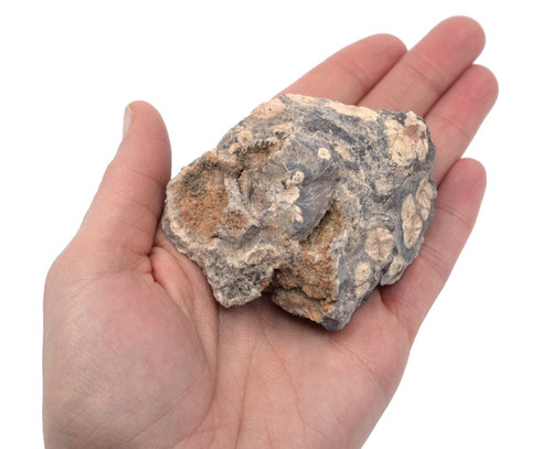 Eisco Rhyolite, Hand Sample, Approx. 3" (7.5cm)