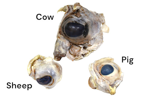 Pig Eyes || 52-