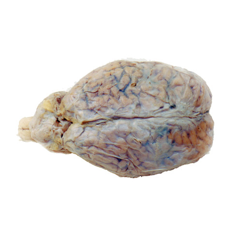 Beef Brain (Cow Brain), Dura Mater & Hypophysis Intact, Vac Pack of 1 || 52-
