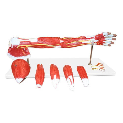 Muscle of the Human Arm - 7 Parts || 23-