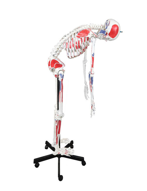 Full-Size Flexible Human Skeleton with Muscle Insertions - 67" (170 cm) || 23- Full-Size Flexible Human Skeleton with Muscle Insertions - 67" (170 cm) || 23-