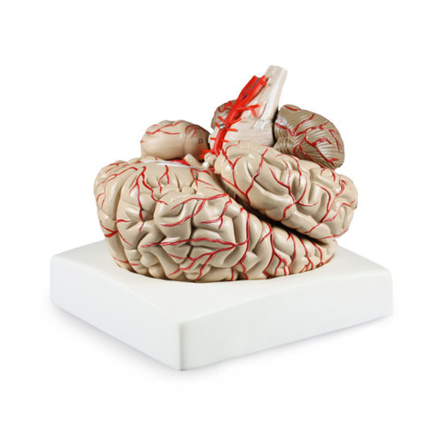 Deluxe Brain with Arteries, Life-Size, 9 Parts || 23- Deluxe Brain with Arteries, Life-Size, 9 Parts || 23-