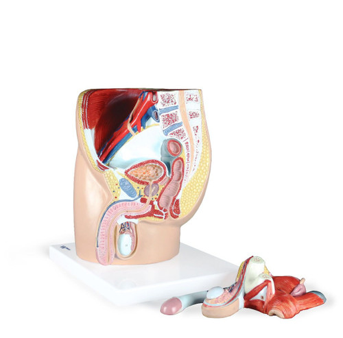 Male Pelvis, Life-Size, 4 Parts || 23-