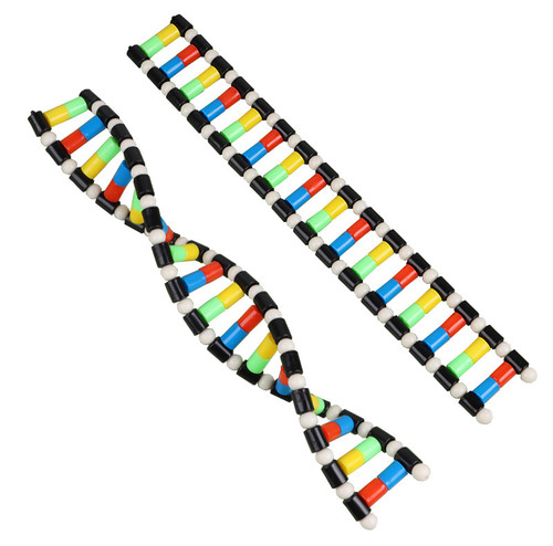 DNA Structure and Replication Molecular Model Kit